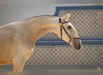 Lusitano, Merrie, 2 Jaar, 158 cm, Buckskin