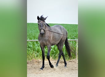 Lusitano, Merrie, 2 Jaar, 158 cm, Zwartschimmel