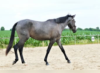 Lusitano, Merrie, 2 Jaar, 158 cm, Zwartschimmel