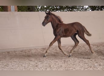 Lusitano, Merrie, 2 Jaar, 160 cm, Donkere-vos