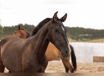 Lusitano, Merrie, 2 Jaar, 160 cm, Zwart