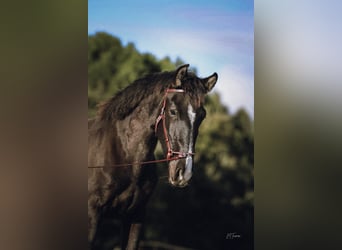 Lusitano, Merrie, 2 Jaar, 160 cm, Zwart