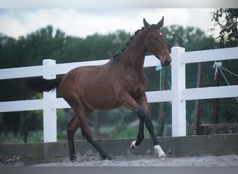 Lusitano, Merrie, 2 Jaar, 162 cm, Roodbruin