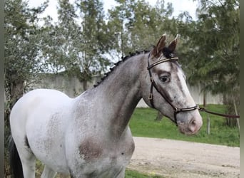 Lusitano Mix, Merrie, 2 Jaar, 163 cm, Appaloosa