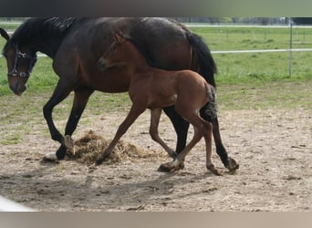 Lusitano, Merrie, 2 Jaar, 167 cm, Brauner