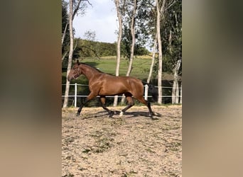 Lusitano, Merrie, 2 Jaar, 167 cm, Brauner