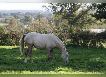 Lusitano, Merrie, 2 Jaar, Palomino