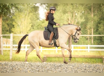 Lusitano, Merrie, 3 Jaar, 145 cm, Buckskin