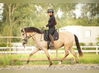 Lusitano, Merrie, 3 Jaar, 145 cm, Buckskin