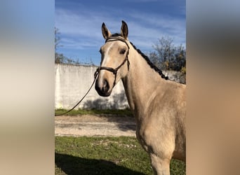 Lusitano, Merrie, 3 Jaar, 146 cm, Buckskin
