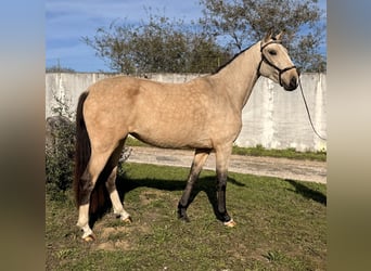 Lusitano, Merrie, 3 Jaar, 146 cm, Buckskin