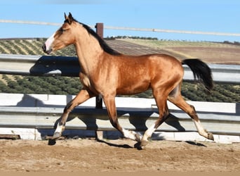 Lusitano, Merrie, 3 Jaar, 150 cm, Falbe
