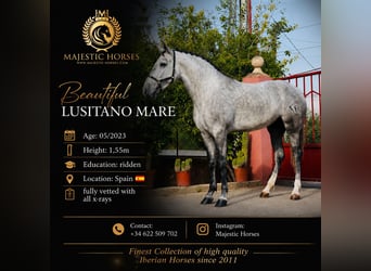 Lusitano, Merrie, 3 Jaar, 155 cm, Appelschimmel