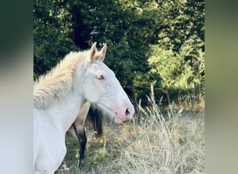 Lusitano, Merrie, 3 Jaar, 155 cm, Cremello