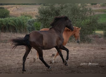 Lusitano, Merrie, 3 Jaar, 155 cm, Zwart