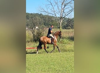 Lusitano, Merrie, 3 Jaar, 156 cm, Bruin
