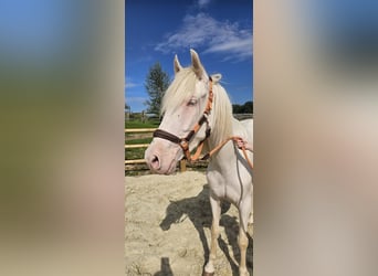 Lusitano, Merrie, 3 Jaar, 156 cm, Champagne