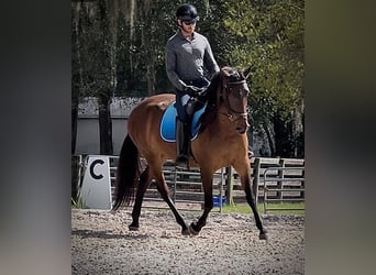 Lusitano, Merrie, 3 Jaar, 157 cm, Roodbruin