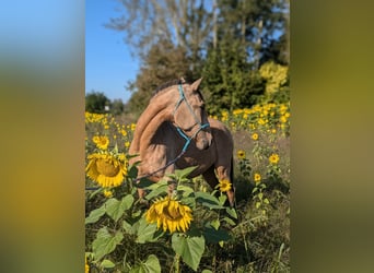 Lusitano, Merrie, 3 Jaar, 158 cm, Buckskin