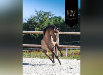 Lusitano, Merrie, 3 Jaar, 158 cm, Falbe