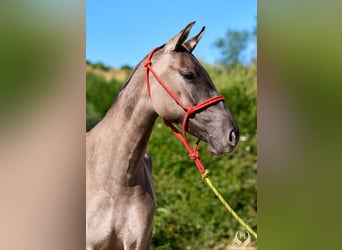 Lusitano Mix, Merrie, 3 Jaar, 158 cm, Grullo