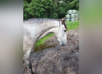 Lusitano, Merrie, 3 Jaar, 160 cm, Appelschimmel