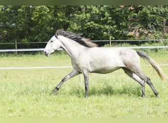 Lusitano, Merrie, 3 Jaar, 160 cm, Appelschimmel