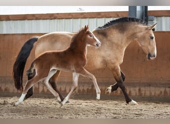 Lusitano, Merrie, 3 Jaar, 160 cm, Bruin