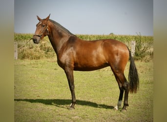 Lusitano, Merrie, 3 Jaar, 160 cm, Bruin