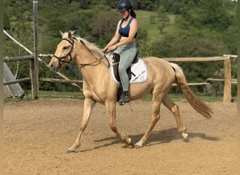Lusitano, Merrie, 3 Jaar, 160 cm, Dunalino