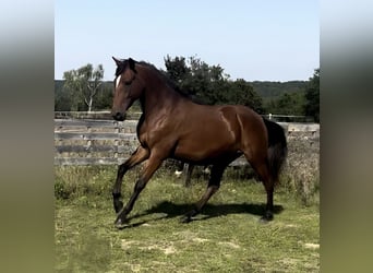 Lusitano, Merrie, 3 Jaar, 160 cm, Vos