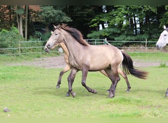 Lusitano, Merrie, 3 Jaar, 160 cm