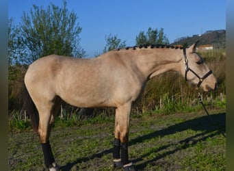 Lusitano, Merrie, 3 Jaar, 161 cm, Buckskin