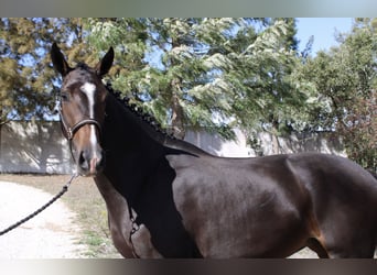 Lusitano Mix, Merrie, 3 Jaar, 162 cm, Donkerbruin