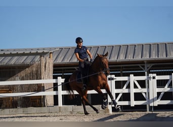 Lusitano, Merrie, 3 Jaar, 162 cm, Roodbruin