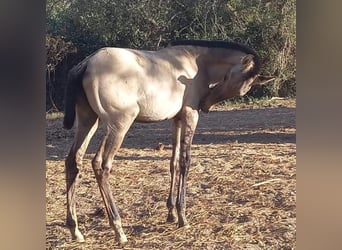 Lusitano, Merrie, 3 Jaar, 163 cm, Grullo