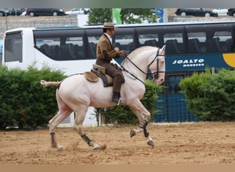 Lusitano, Merrie, 3 Jaar, 163 cm, Grullo