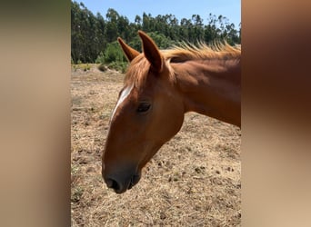 Lusitano, Merrie, 3 Jaar, 164 cm, Vos