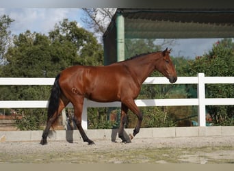 Lusitano, Merrie, 3 Jaar, 167 cm, Roodbruin