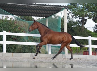 Lusitano, Merrie, 3 Jaar, 167 cm, Roodbruin