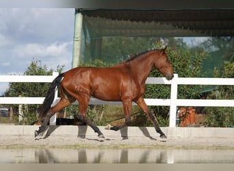 Lusitano, Merrie, 3 Jaar, 167 cm, Roodbruin