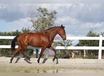 Lusitano, Merrie, 3 Jaar, 167 cm, Roodbruin