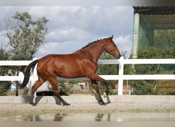 Lusitano, Merrie, 3 Jaar, 167 cm, Roodbruin