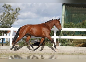 Lusitano, Merrie, 3 Jaar, 167 cm, Roodbruin