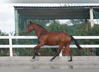 Lusitano, Merrie, 3 Jaar, 167 cm, Roodbruin