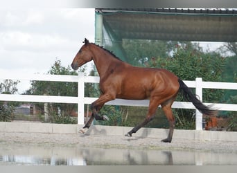 Lusitano, Merrie, 3 Jaar, 167 cm, Roodbruin