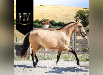 Lusitano, Merrie, 3 Jaar, Buckskin