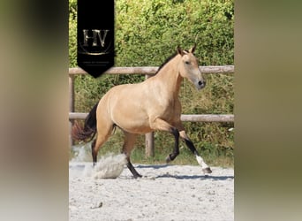 Lusitano, Merrie, 3 Jaar