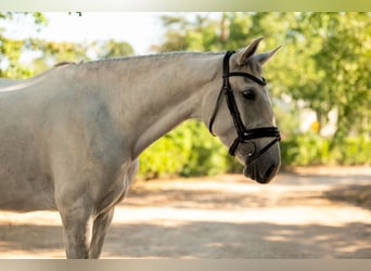 Lusitano, Merrie, 3 Jaar, Schimmel