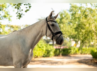 Lusitano, Merrie, 3 Jaar, Schimmel